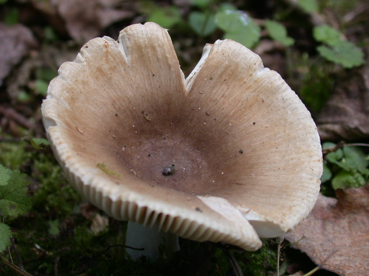 Pectinatoides ...!!!
